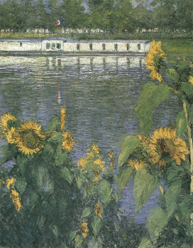  The sunflowers of waterside